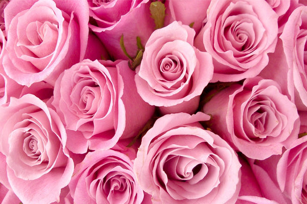 4 Things You Didn’t Know About the Clitoris